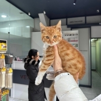 Çiko 6 aylık erkek kısılaştırıldı iç diş paraziti yapıldı