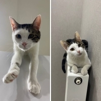 Ücretsiz Sahiplendirme