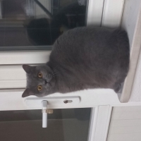 Sıcak bir yuva arıyor