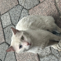 Sokakta Bulunan Van Kedisi