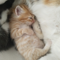 Acil bakıma muhtaç yavru