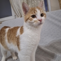 Çok Acil Sahiplendirmek İstiyoruz