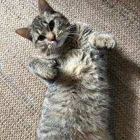 Çok tatlı insan aşığı bir bebek