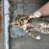 Sarı yeni..