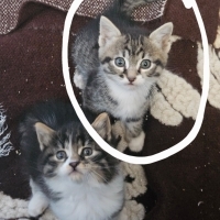 Boncuk yeni ailesini arıyor