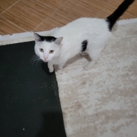 Pamuk ked..