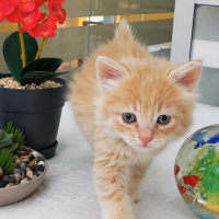 Ücretsiz sahiplenme pofidik yavru acil yuva