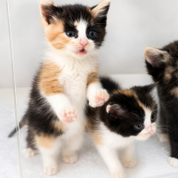 Ücretsiz sahiplenme pofidik yavru kardeşler acil yuva