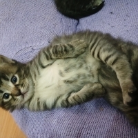 Bebişlere 40-45 günlük olduklarında sıcak yuva aranıyor