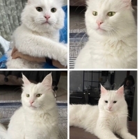 Kedi sahi..