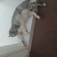 Sevimli kedimi sahiplendırmek ıcın yenı yuva arıyorum