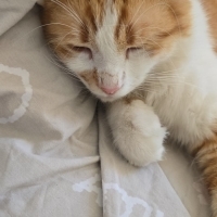 Sevimli, uysal ve oyuncu