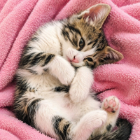 Ücretsiz sahiplenme pofidik yavru kardeşler acil yuva