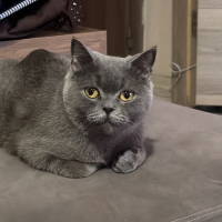 British shorthair geçici yuvayım yavruları büyüyünce sahiplendirmek istiyorum