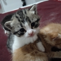 1 aylık Yavruya acil yuva aranıyor