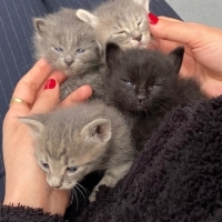 4 tane küçük bebeklerimize yuva arıyoruz