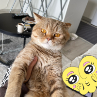 BALIM a yuva arıyorum