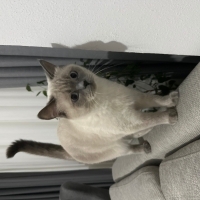 Asilliğiyle dikkat çeken kedi /yurtdışına yerleşeceğim için acil sahipledireceği