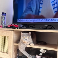 Ömürlük y..