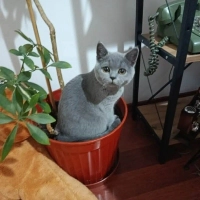 8 AYLIK ERKEK BRİTİSH SHORTHAİR YAVRU KISIRLAŞTIRMA ŞARTI İLE YUVA ARIYOR