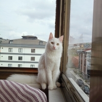Oyunca ge..