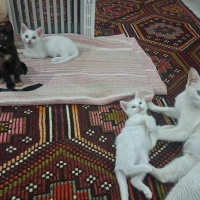 2 aylık, 1 dişi ve 2 erkek kediye kalıcı yuva arıyoruz.