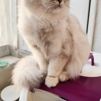 İNCİ  KIZ YUVA ARIYOR