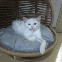 Loki acil yuva arıyor