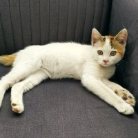 ACİL YUVA ARANIYOR 🐾