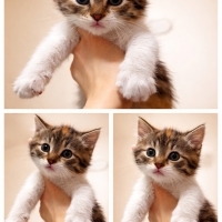 2.5 aylık minik kıza yuva arıyoruz