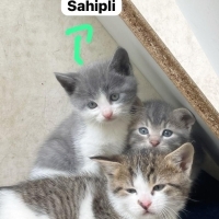 Çilek 1,5..