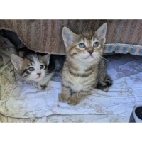 Baldan tatlı sirineler