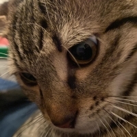 Ömürlük yuvasını arıyor