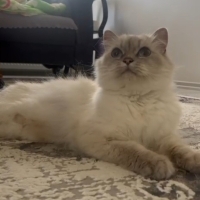 YAKLAŞIK 7 AYLIK BRİTİSH LONGHAİR BLUE POINT