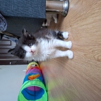 Smokin bebeklerime sütten kesilince acil yuva