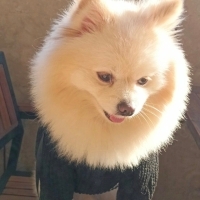 Ücretsiz sahiplendirme