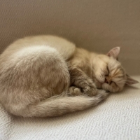 Pamuk yuvasını arıyor