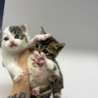 ŞAPŞİKLER KÖLE ARIYOR