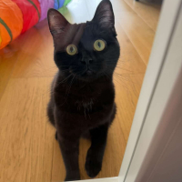 Sevimli, akıllı, uysal