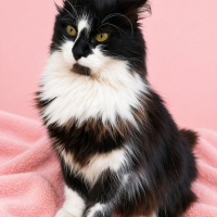 Ücretsiz sahiplenme orman kedisi acil yuva