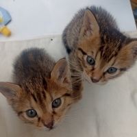 Kedi üç k..