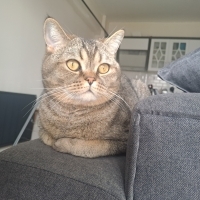 Ücretsiz sahiplendirme