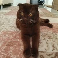 Oyun oynamak istiyorsan miço burda