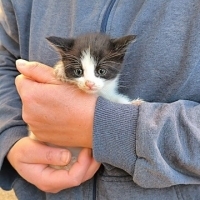 ANNESİ HASTANEDE DOGUM YAPTI YÖNETİM İSTEMİYOR BARINAGA BERİCEKLER ACİL YUVA