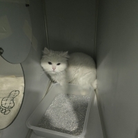 Sakız Yeni Yuvasını Arıyor🐾