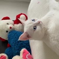 Tamamen bir oyun kedisi oyun oynamaya bayılır