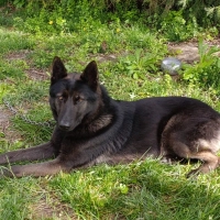 ÖZEL IRK ALMAN KURDU