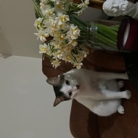 Gofret’e yeni yuva arıyoruz