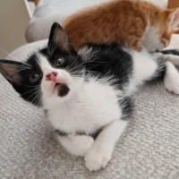 Smokin/Cowcat Yavru Kedi