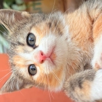 Ömürlük yuvalarını arıyorlar